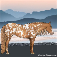 Horse Color:Gray Gold Champagne Appaloosa  and Gray Gold Champagne Appaloosa 