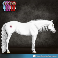 Horse Color:Gray Gold Champagne Near Leopard  and Gray Gold Champagne Frame Near Leopard 
