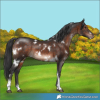 Horse Color:White Spotted Brown Tobiano 