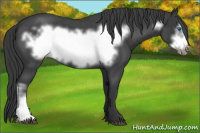 Horse Color:Blue Roan Frame Appaloosa 
