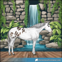 Horse Color:Bay Dun Appaloosa 