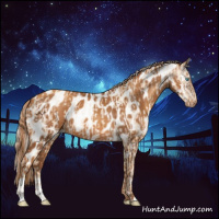 Horse Color:Gold Cream Champagne Pearl Appaloosa  and Gray Gold Champagne Appaloosa 