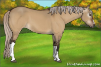 Horse Color:Gray Silver Brown Dun Appaloosa 