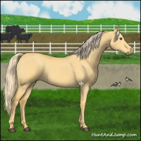 Horse Color:Palomino Dun 