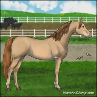 Horse Color:Red Dun 