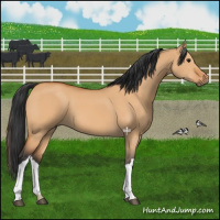 Horse Color:Bay Dun 