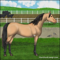 Horse Color:Bay Dun 