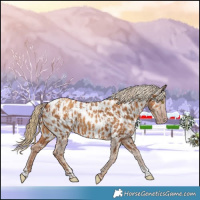 Horse Color:Gray Gold Champagne Near Leopard  and Gray Gold Champagne Near Leopard 