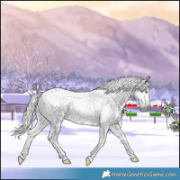 Horse Color:Gray Gold Champagne Appaloosa  and Gray Gold Champagne Appaloosa 