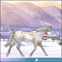Horse Color:Gray Gold Champagne Appaloosa  and Gray Gold Champagne Appaloosa 
