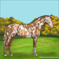 Horse Color:Gray Gold Champagne Appaloosa  and Gray Gold Champagne Appaloosa 