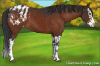 Horse Color:Brown Sabino Splash Blanket  and Bay Sabino Splash Blanket 
