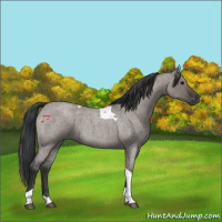 Horse Color:Grullo Roan Tobiano 