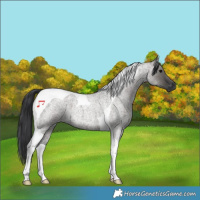 Horse Color:Grullo Roan Tobiano 