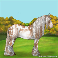 Horse Color:Gray Gold Champagne Appaloosa  and Gray Gold Champagne Appaloosa 