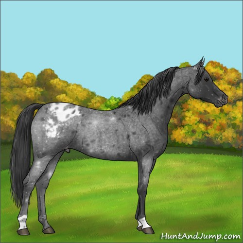 Horse Color:Blue Roan Appaloosa Rabicano 