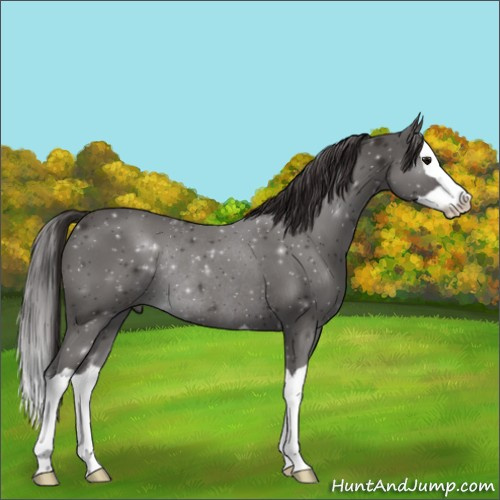 Horse Color:Smoky Black Splash Rabicano 