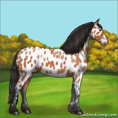 Horse Color:Bay Appaloosa 