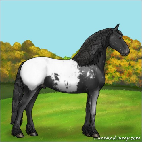 Horse Color:Black Appaloosa Rabicano 