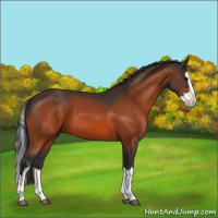 Horse Color:Bay Splash 
