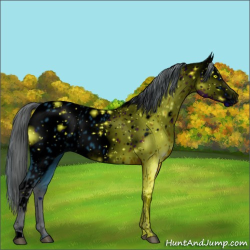 Horse Color:ERROR: UNKNOWN ANOMALY