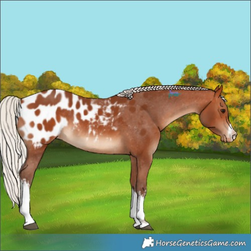 Horse Color:White Spotted Silver Bay Appaloosa Rabicano 