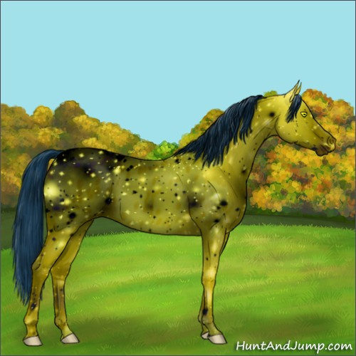 Horse Color:ERROR: UNKNOWN ANOMALY