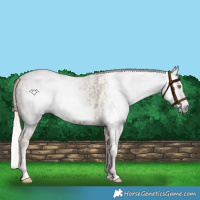 Horse Color:Gray Gold Champagne Appaloosa  and Gray Gold Champagne Splash Appaloosa 