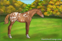 Horse Color:Gray Gold Champagne Appaloosa and Gray Gold Champagne Appaloosa