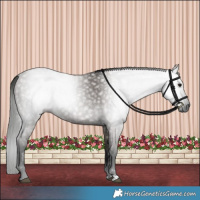 Horse Color:Gray Grullo