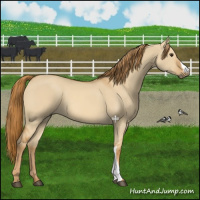 Horse Color:Red Dun 