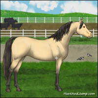 Horse Color:Buckskin Dun 