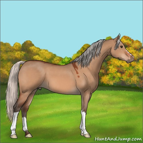 Horse Color:Silver Brown Dun 
