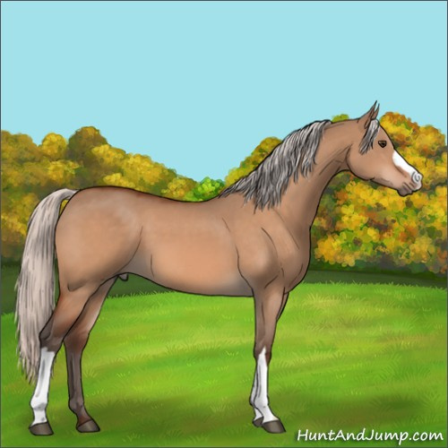 Horse Color:Silver Brown Dun 
