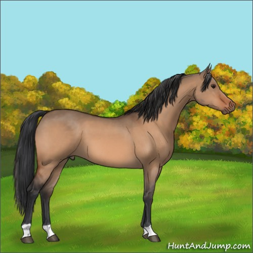 Horse Color:Brown Dun 