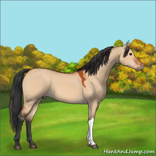 Horse Color:Bay Dun 