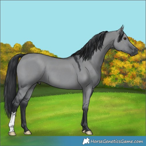 Horse Color:Grullo Chinchilla 