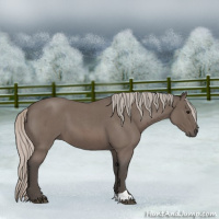 Horse Color:Silver Blue Roan 