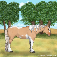 Horse Color:Silver Bay Dun Tobiano Frame 