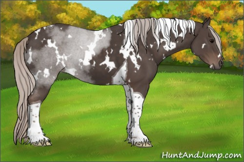 Horse Color:White Spotted Silver Black Tobiano 