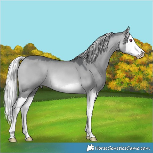 Horse Color:Silver Brown Chinchilla Dun Splash 