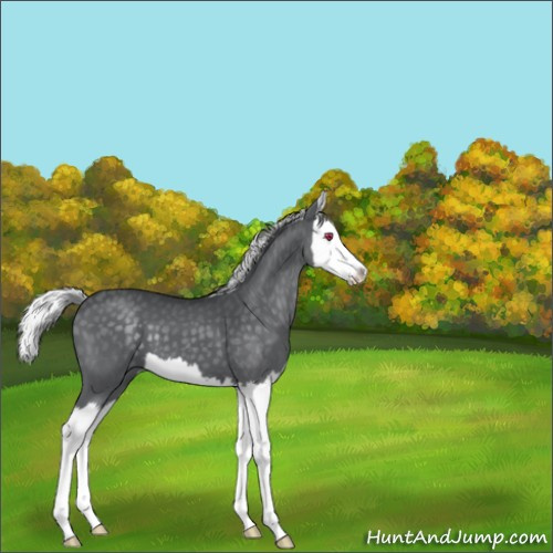 Horse Color:Silver Black Chinchilla Splash 