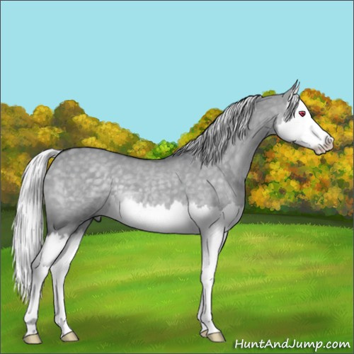 Horse Color:Silver Grullo Chinchilla Splash 