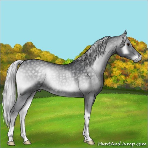 Horse Color:Silver Blue Onyx Chinchilla Rabicano 