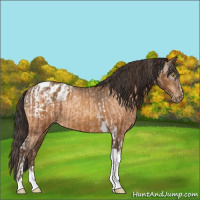 Horse Color:Amber Champagne Sabino Tobiano Appaloosa  and Gray Amber Champagne Sabino Tobiano Appaloosa 