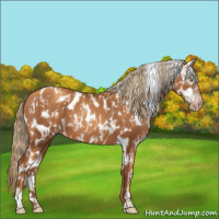 Horse Color:Gray Gold Champagne Leopard  and Gray Gold Champagne Leopard 