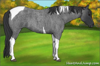 Horse Color:Blue Roan Tobiano 