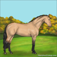 Horse Color:Bay Dun 