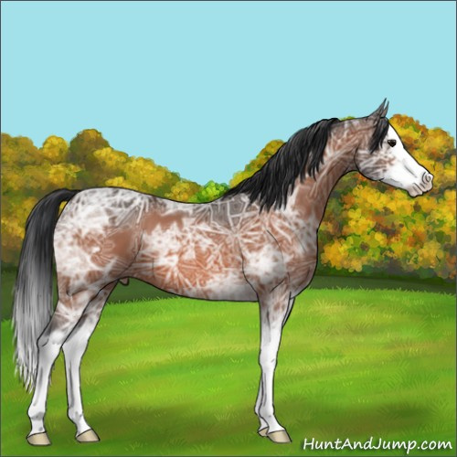 Horse Color:Bay Ice Splash 