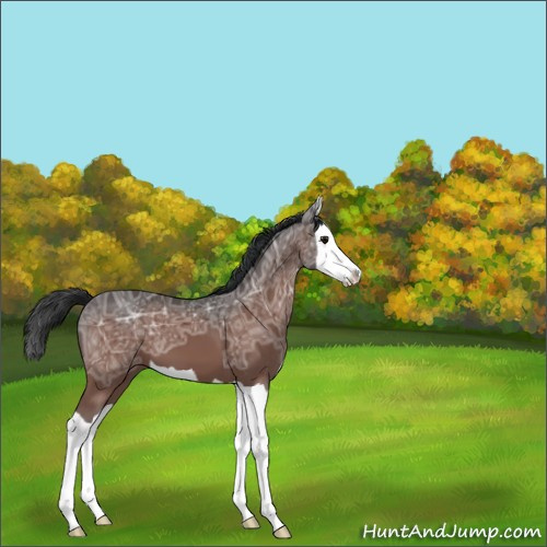 Horse Color:Bay Ice Splash 